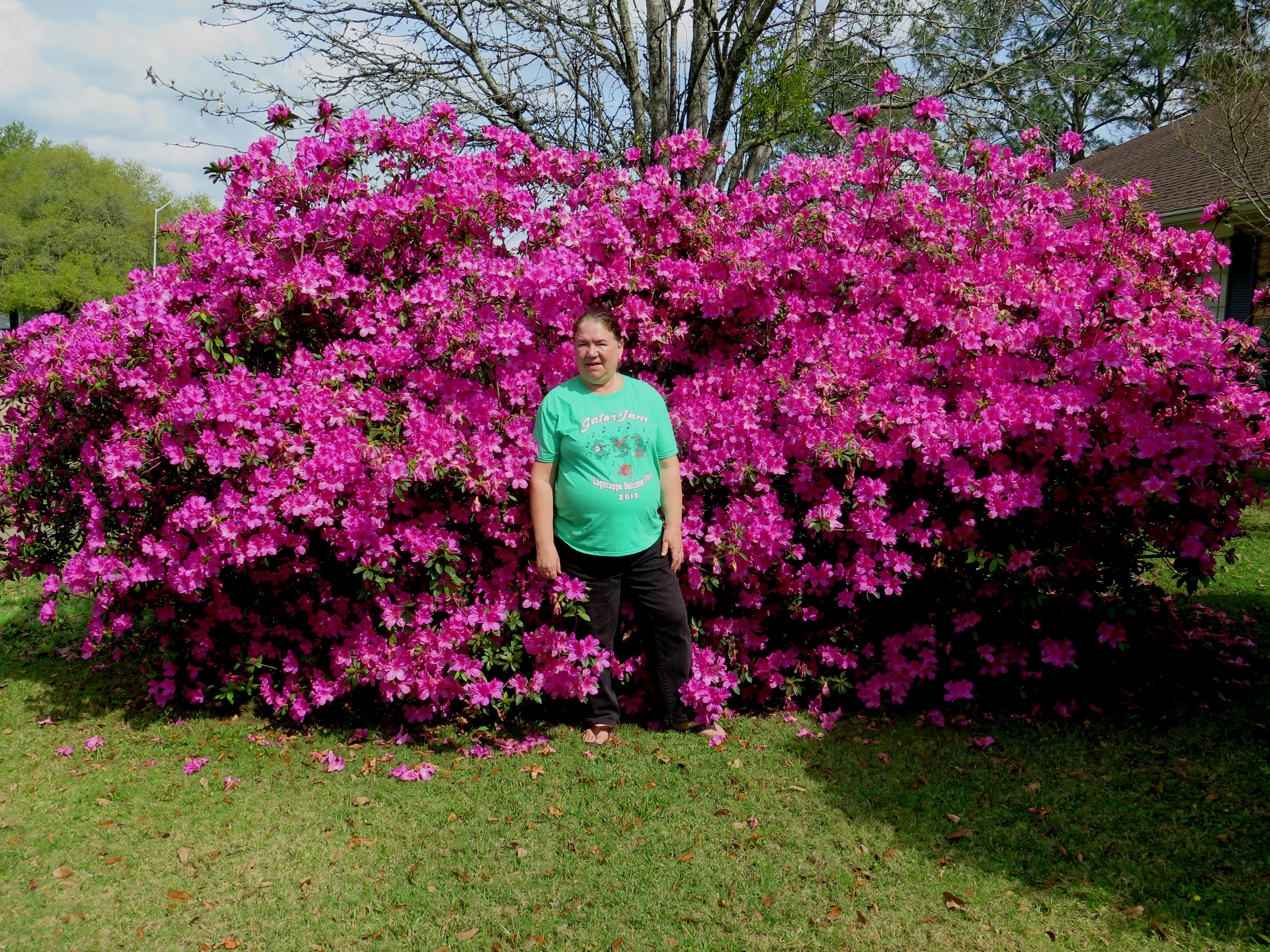 Azaleas – IMG_8055 – beyondgumbo
